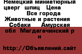 Немецкий миниатюрный(цверг) шпиц › Цена ­ 50 000 - Все города Животные и растения » Собаки   . Амурская обл.,Магдагачинский р-н